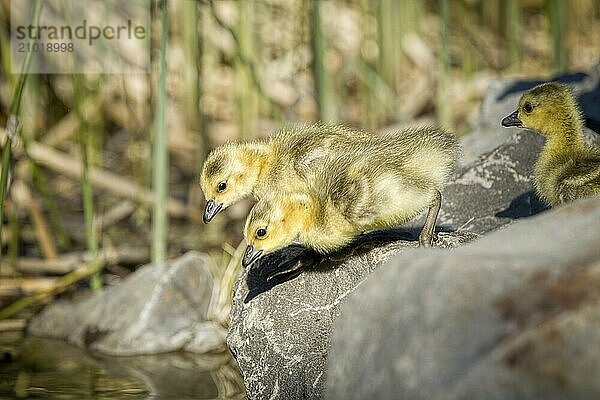 A couple of goslings are getting ready to jump into water at Manito Park in Spokane  Washington