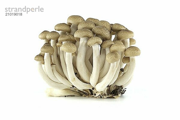 Brown beech mushrooms isolated white background  Shimeji (Hypsizygus tessellatus) mushrooms