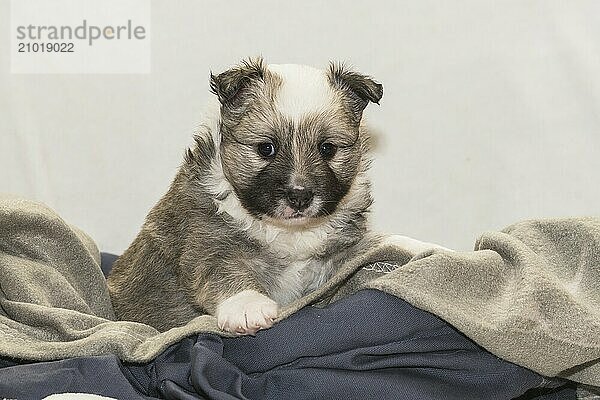 Island dog  puppy