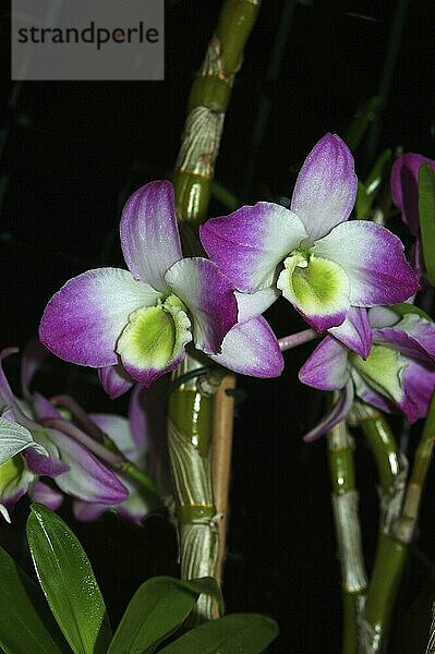 White and purple orchids on black background