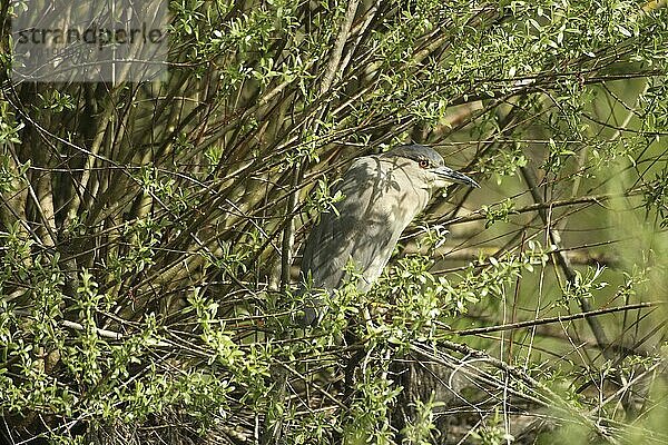 Black crowned night heron (Nycticorax nycticorax) Allgäu  Bavaria  Germany  Allgäu  Bavaria  Germany  Europe