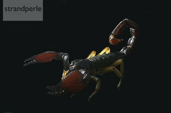 Scorpion from south India  Heterometrus xanthropus or H. fulvipes  on black background