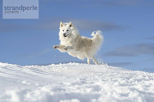 Icelandic dog  jumping in the snow  background blue sky