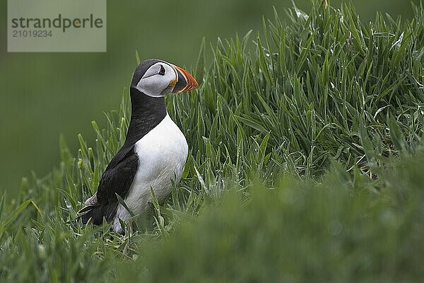 Puffin (Fratercula arctica) Skomer Island  Wales  Great Britain