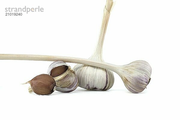 Freshly harvested garlic bulbs and cloves isolated on white background