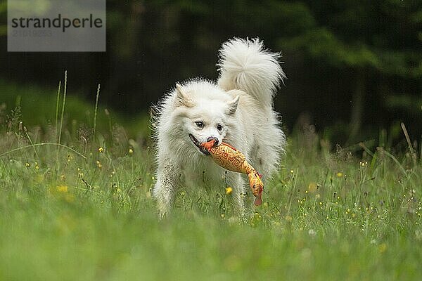 Retrieving Icelandic Hound