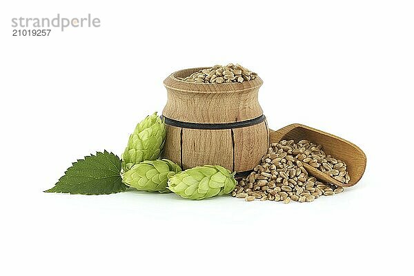 Wooden bucket filled with grains and fresh green hops cones isolated on white background  beer brewing ingredients