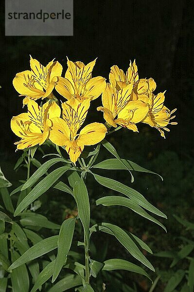 Peruvian lily  the yellow Alstromeria aurantiaca flower