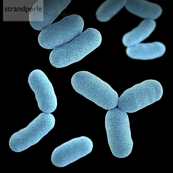 3D illustration of a group of gram-positive  Corynebacterium diphtheriae  bacteria. This artistic recreation is based upon scanning electron microscopic (SEM) imagery