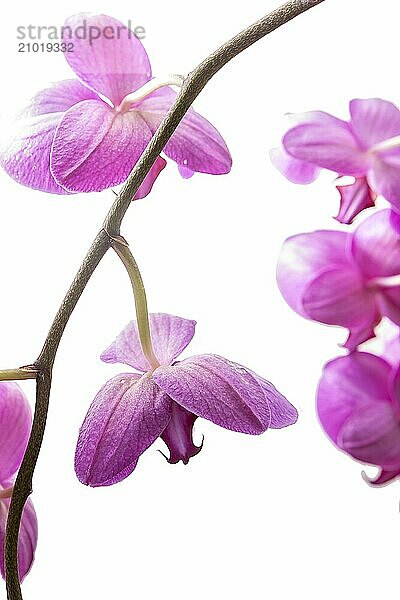 A close up fine art image of a purple orchid lit brightly against a white background