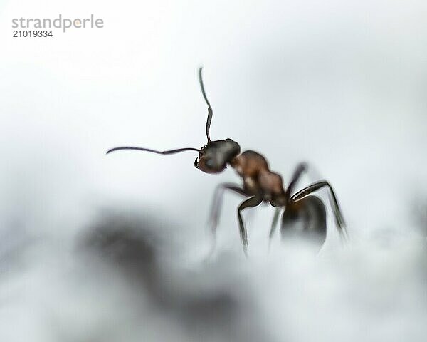 Wood ant (Formica) walking to the left  in motion  profile view  blurred background and foreground  antennae pointing forwards  macro  cropped  Carinthia  Austria  Europe