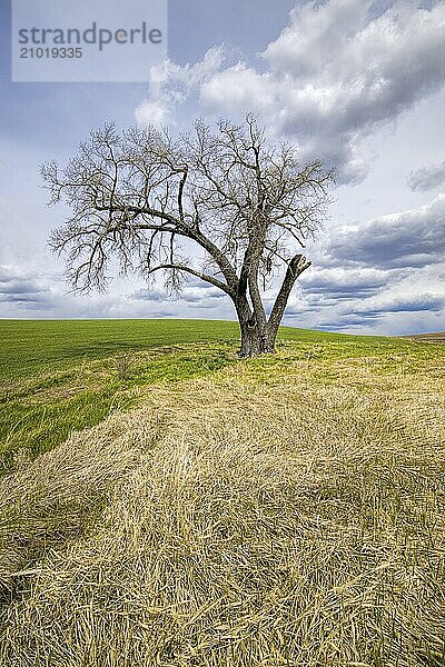 A lone barren tree stands by a farm field in the Palouse region of Washington