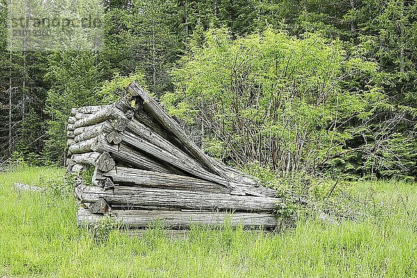 The ruins of an old log cabin over grown with a tree and grass located near Athol  Idaho