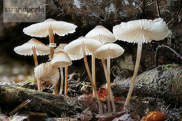 Group of milking bonnets between leaves and branches against a dark background