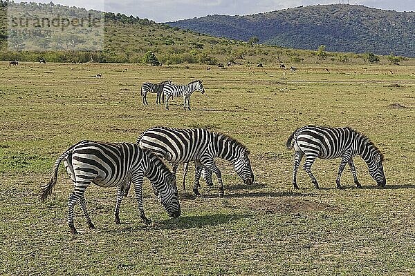 Several zebras grazing at Africa plains