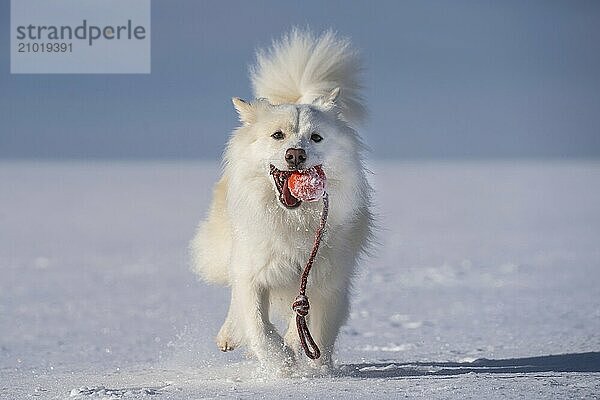 Retrieving Icelandic dog in the snow