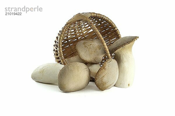 Pleurotus eryngii mushroom isolated on white background  also known as king trumpet mushroom  French horn mushroom  eryngi  king oyster mushroom  king brown mushroom