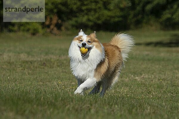 Racing Icelandic hound