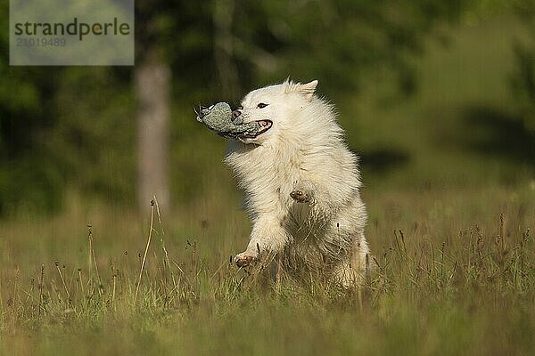 Successfully catching mice