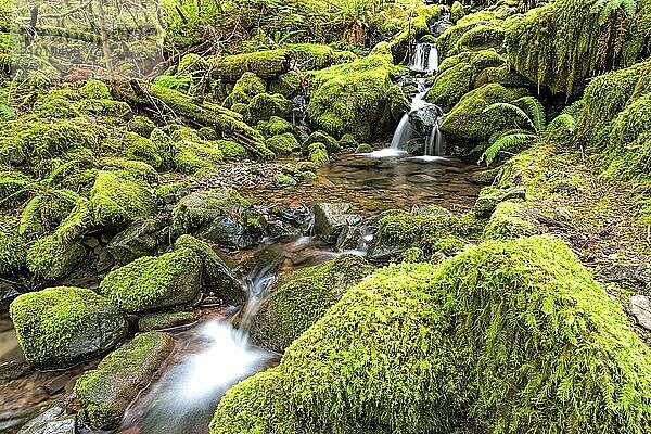 Moss covered rocks and a cascading stream along the Sol Duc Falls trail in Washington