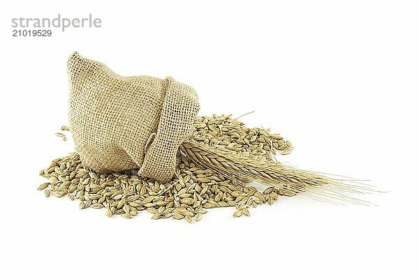 Barley grain seeds spilling from a jute sack near to barley ears over white background  new grain harvest concept