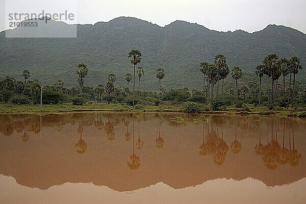 Palms reflected in a lake  Tamil Nadu  South India