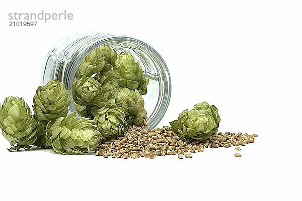 Hops cones and wheat grain seeds in a glass beer mug isolated on white background. Components of beer production