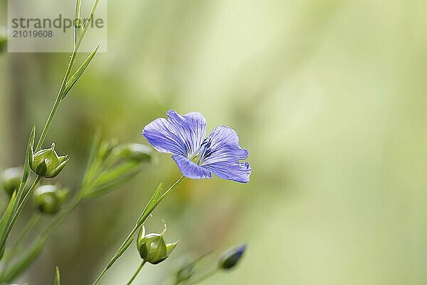 Flowering flax plant over blurred background  beautiful blue flax flower in selective focus and free space for text