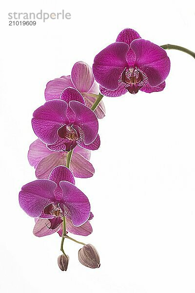 A studio photo of beautiful purple orchid flowers against a bright white background