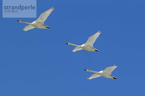 Three tundra swans flying up in the bright blue sky in north Idaho