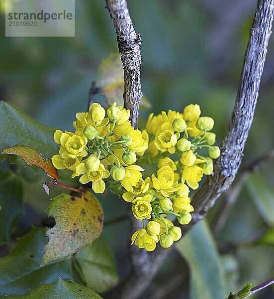 A close up photo of wild yellow buckwheat flowers near Leavenworth  Washington