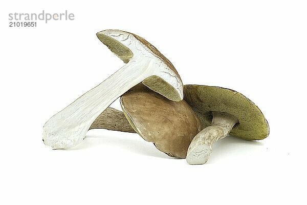 Boletus edulis  Cep or penny bun mushroom isolated on white background  edible and medicinal mushrooms