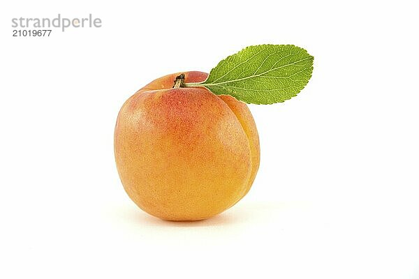 Fresh whole apricot fruit with leaf isolated on white background