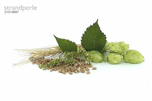 Hop cones and hop flowers near to wheat grain seeds isolated on a white background  beer brewing and pharmacy ingredients