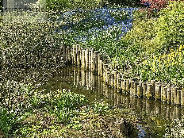 A natural garden with a pond and colourful groups of flowers along a wooden border  Amsterdam  Netherlands