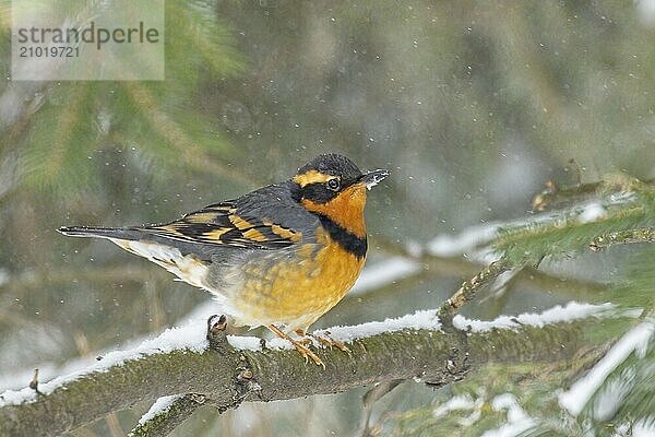 A male Varied Thrush is perched on a branch covered in snow during winter in north Idaho