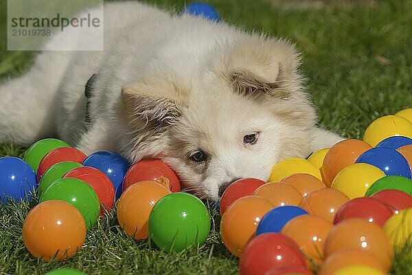 Playing Icelandic dog (puppy)