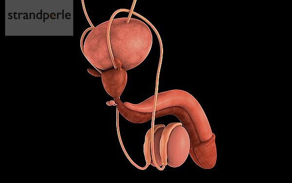 Conceptual image of human male reproductive organs