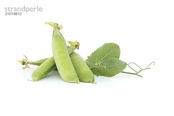 Fresh English peas pods with green leaves isolated on a white background  sweet peas or garden peas picked before full maturity