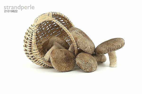 Shiitake mushrooms in woven wicker basket in front of a white background. Lentinula edodes  medicinal herbs and fungi