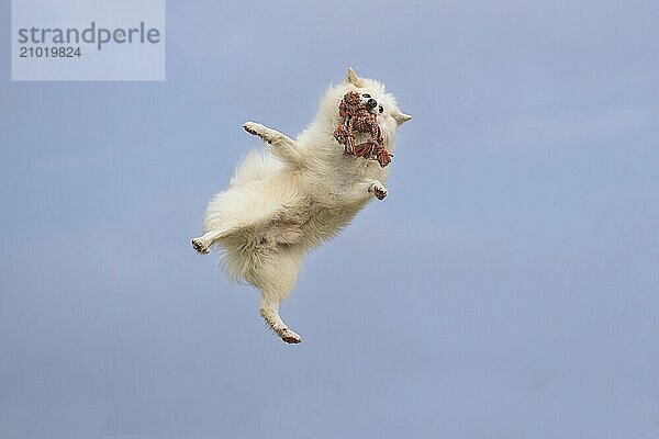 Icelandic dogs have enormous jumping power