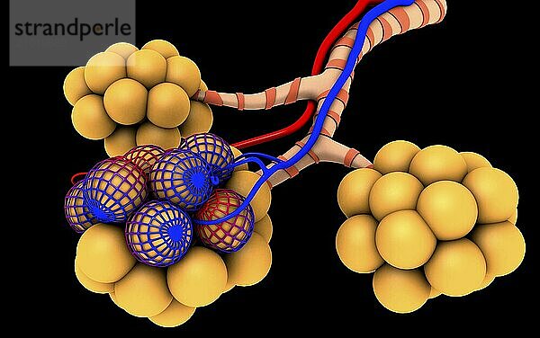 Conceptual image of alveoli