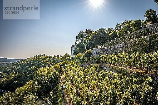 A sunny vineyard on a hill with several terraces near the Dornburg castles and a wide view over the green landscape under a blue sky  Dornburg-Camburg  Thuringia  Germany  Europe