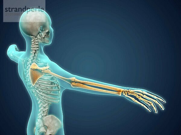 X-ray view of human body showing skeletal bones in the arm and hand