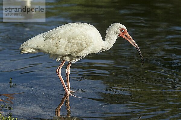 An American white ibis wades in the water in Deland  Florida