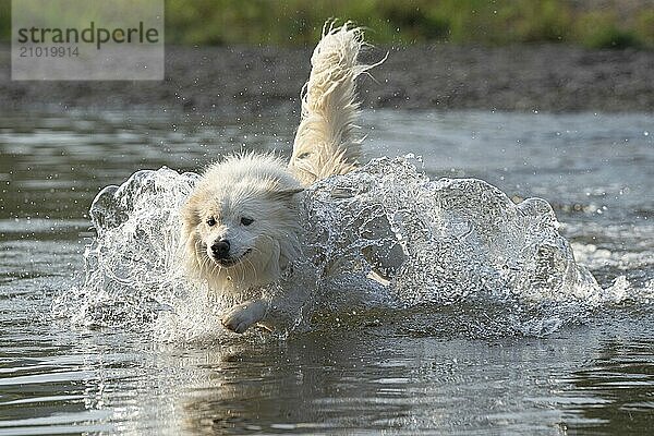 An Icelandic dog crosses a stream