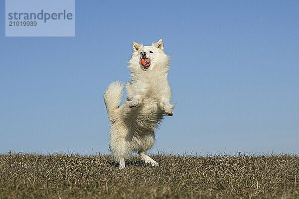 Ball games with my Icelandic dog