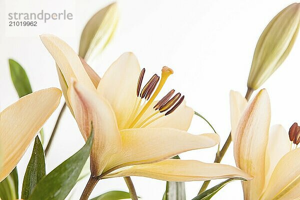 A studio close up image of pretty yellow lilies against a white background