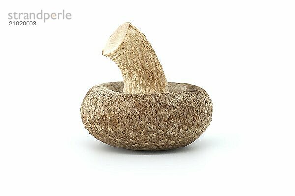 Fresh shiitake mushroom isolated on white background  health food and pharmacological properties  Lentinula edodes