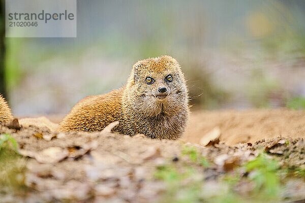 Ethiopian dwarf mongoose (Helogale hirtula) sitting on the ground  Bavaria  Germany  Europe